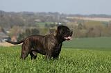 BULLMASTIFF 531